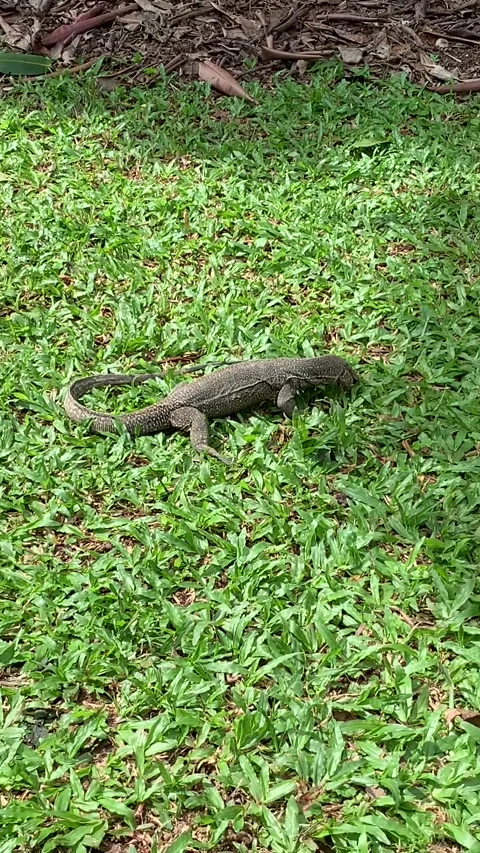 Lezard in Singapore Stock Footage 344578635