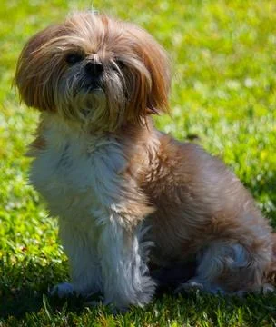 Lhasa Apso Dog on Grass Stock Photos