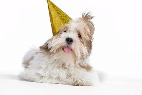 Lhasa Apso Dog Lying Down Stock Photos