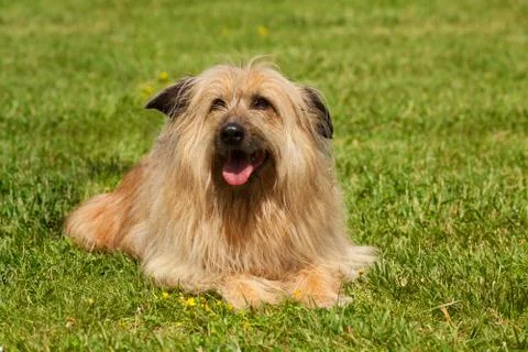 Lhasa Apso dog Stock Photos