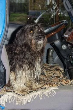 Lhasa Apso dog sitting in the back seat of a vintage car Stock Photos