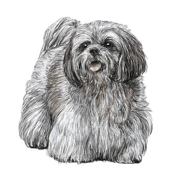 Lhasa Apso hand drawn Stock Illustration