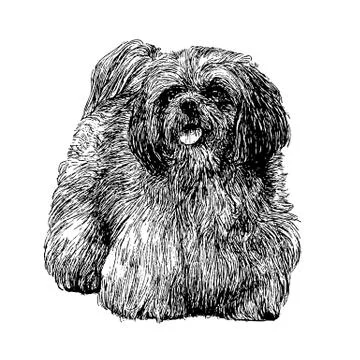 Lhasa Apso hand drawn 스톡 일러스트