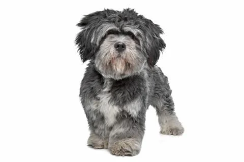 Lhasa Apso Stock Photos
