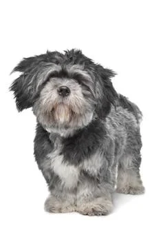 Lhasa Apso Stock Photos