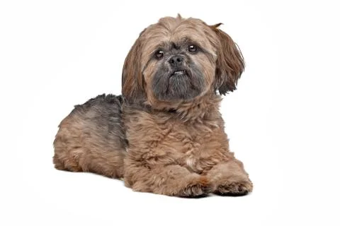 Lhasa Apso Stock Photos