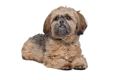 Lhasa Apso Stock Photos