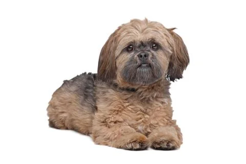Lhasa Apso Stock Photos
