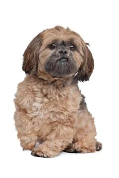 Lhasa Apso Stock Photos