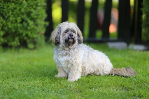 Lhasa apso Stock Photos