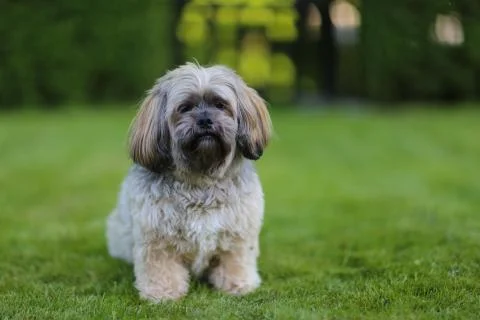 Lhasa apso Stock Photos