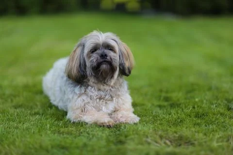 Lhasa apso Stock Photos