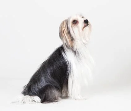 Lhasa apso yorkshire mongrel 写真素材