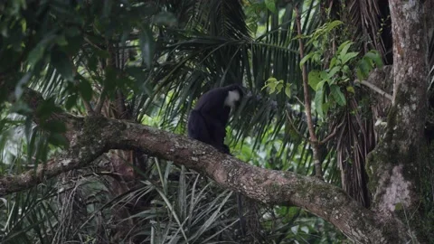 LHoest monkey sit in rainforest undergrowth looking Stock Footage 200859072