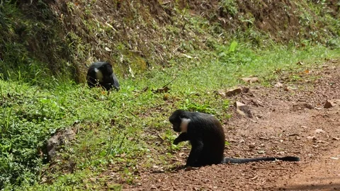 L'Hoest's monkey - Cercopithecus lhoesti Video stock 101120055