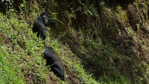 L'Hoest's monkey - Cercopithecus lhoesti Stock Footage 101120074