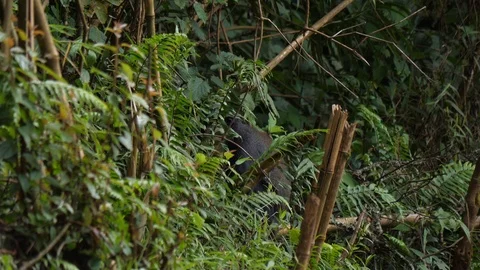 L'Hoest's monkey - Cercopithecus lhoesti Video stock 101120186