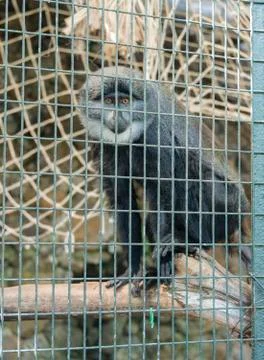 LHoests Monkey or Mountain Monkey Cercopithecus lhoesti in a cage captive Stock Photos