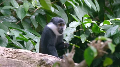 L'Hoest's Monkey Sitting On Tree Log In The Forest. - close up Stock-Footage 201666437