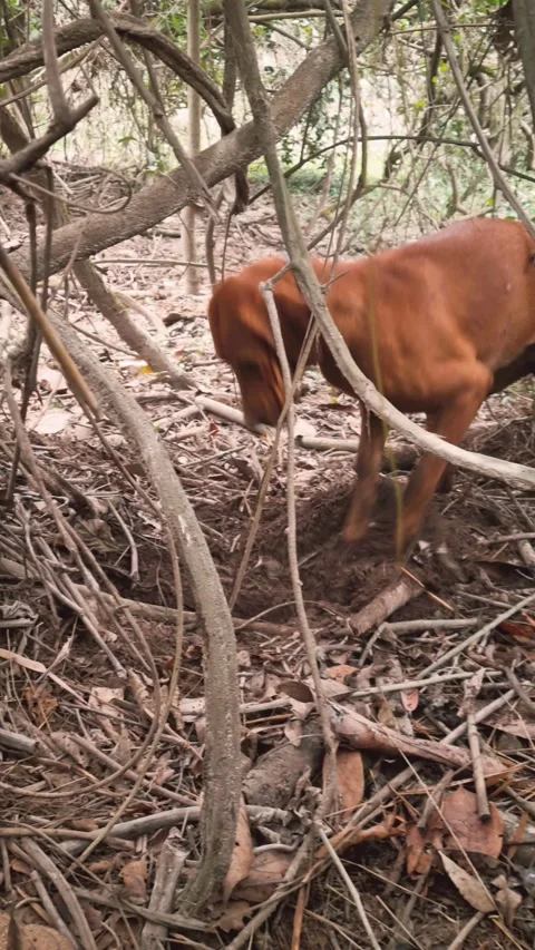 Lia Stock Footage 237904048