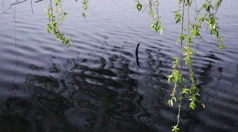 Liana Stock Footage 22637895