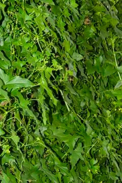 Liana with green berries on the wall Stock Photos