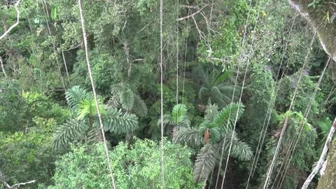 Liana hanging down from Amazon rainforest tree Stock Footage 70717285