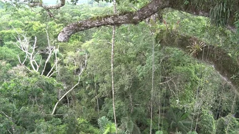 Liana hanging down from Amazon rainforest tree Stock Footage 70717286
