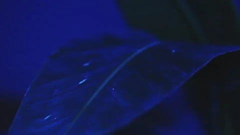 Liana leaf under changing colored light in a dark room Stock Footage 244599379