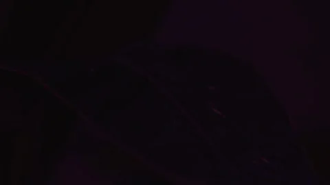 Liana leaf under ultraviolet light in a dark room Stock Footage 244599368