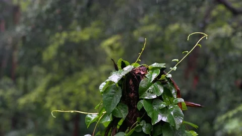 Lianas with forest in the rain. Stock Footage 131077122
