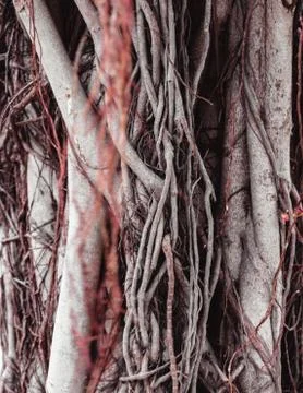 Lianas Stock Photos