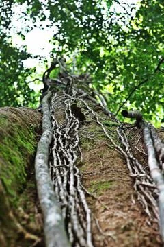 Lianas on the tree low angle Stock Photos