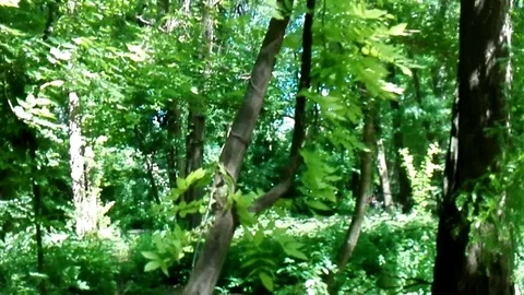 Liany twining tree. Stock Footage 75959671