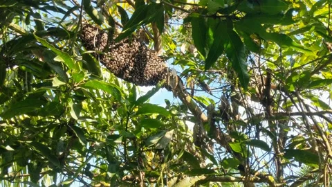 A liar bee making a nest under a tree branch in the open air Stock Footage 309191245