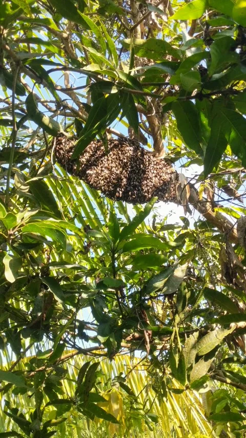 A liar bee making a nest under a tree branch in the open air Stock Footage 309191252