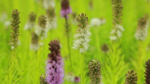 Liatris  close up shot Stock Footage 139274838