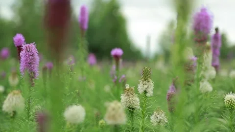 Liatris  close up shot Video stock 139285363