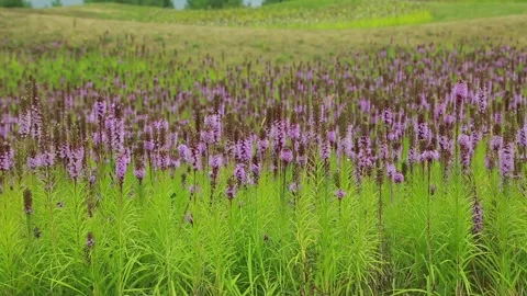 Liatris Video stock 139274813