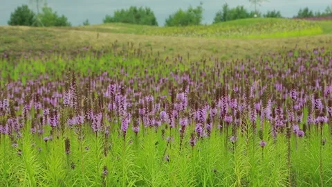 Liatris Stock Footage 139274885