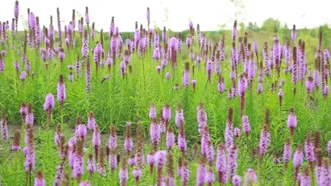 Liatris Stock Footage 139285790