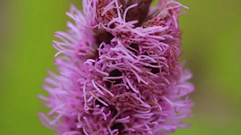Liatris macro Stock Footage 139275748