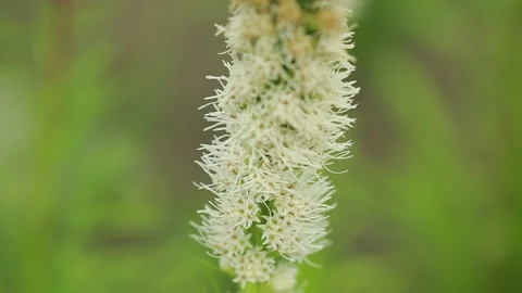 Liatris macro white Vidéo 139284107