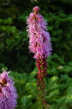 Liatris punctata Stock Photos