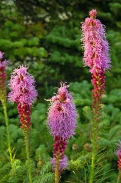 Liatris punctata Stock Photos