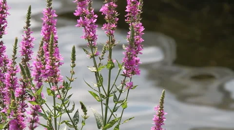 Liatris Spicata Close Up Dolly Left Stock Footage 57718352
