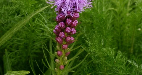 Liatris spicata flower head Stock Footage 112977436