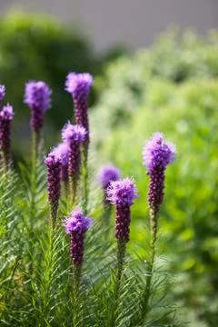 Liatris spicata Stock Photos