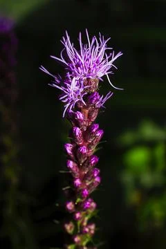 Liatris spicata Willd Stockfoto's