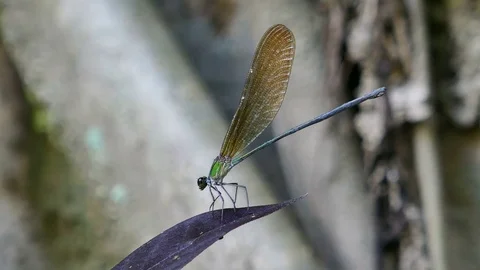 Libellago lineata Stock Footage 78734323